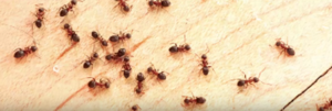 كيف أتخلص من النمل؟