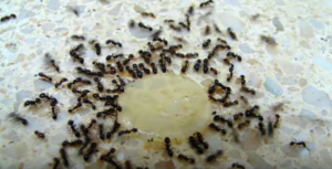 كيف أتخلص من النمل؟